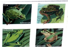 Frogs!